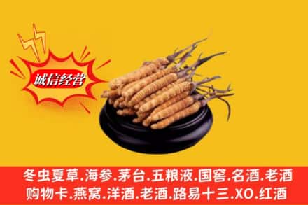 崇义县名酒回收冬虫夏草.jpg